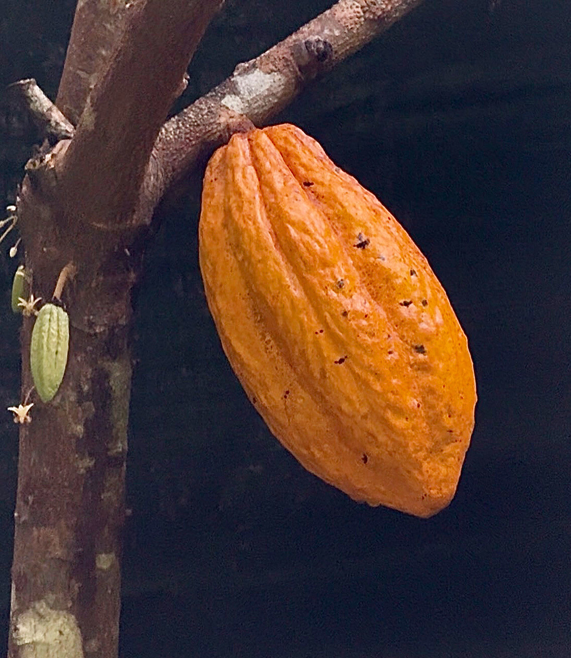Cacao pod growing on tree