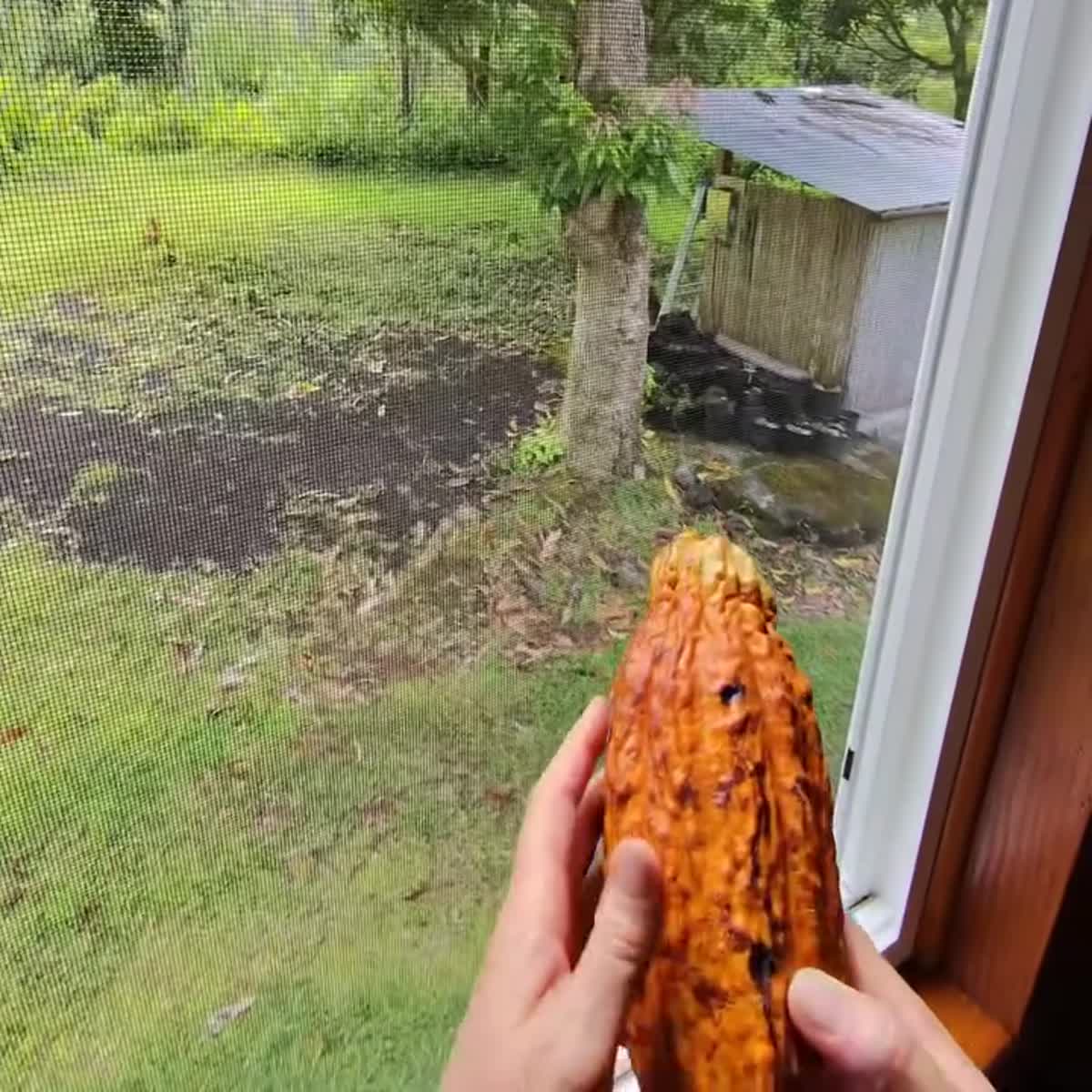 Trinitario cacao variety