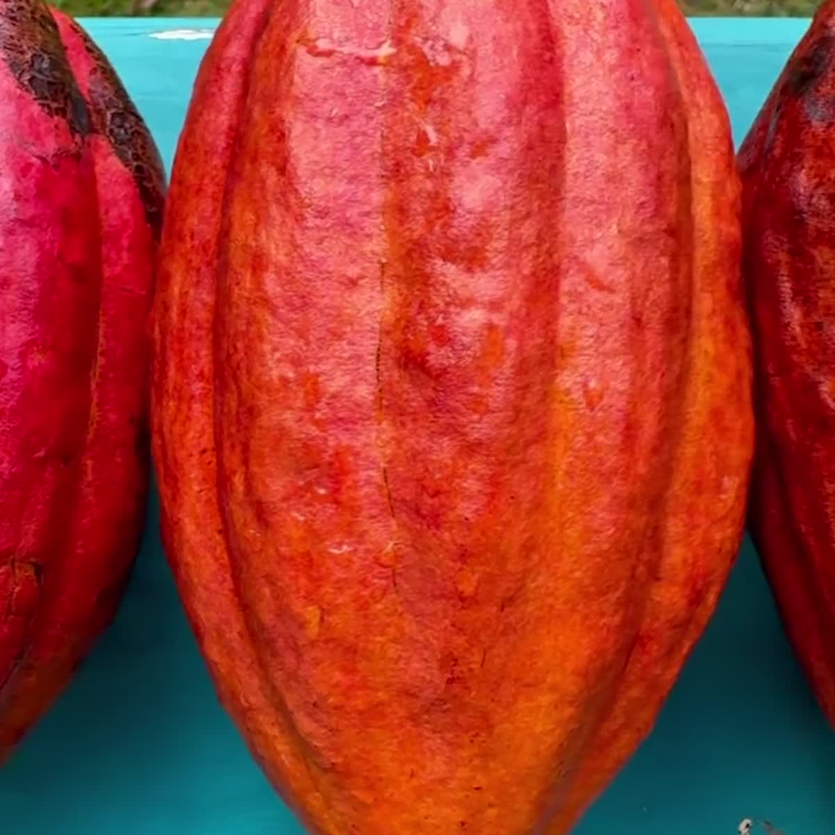 Criollo cacao variety
