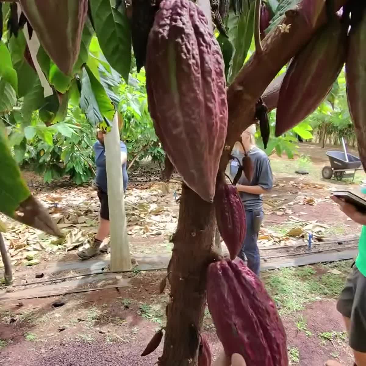 Hawaiian Hybrid cacao variety
