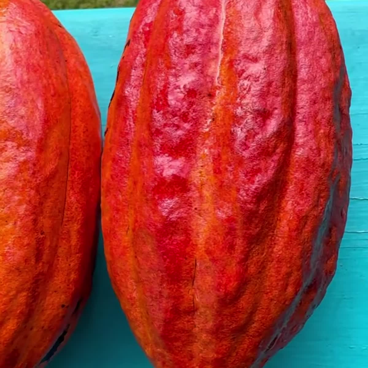Arriba cacao variety
