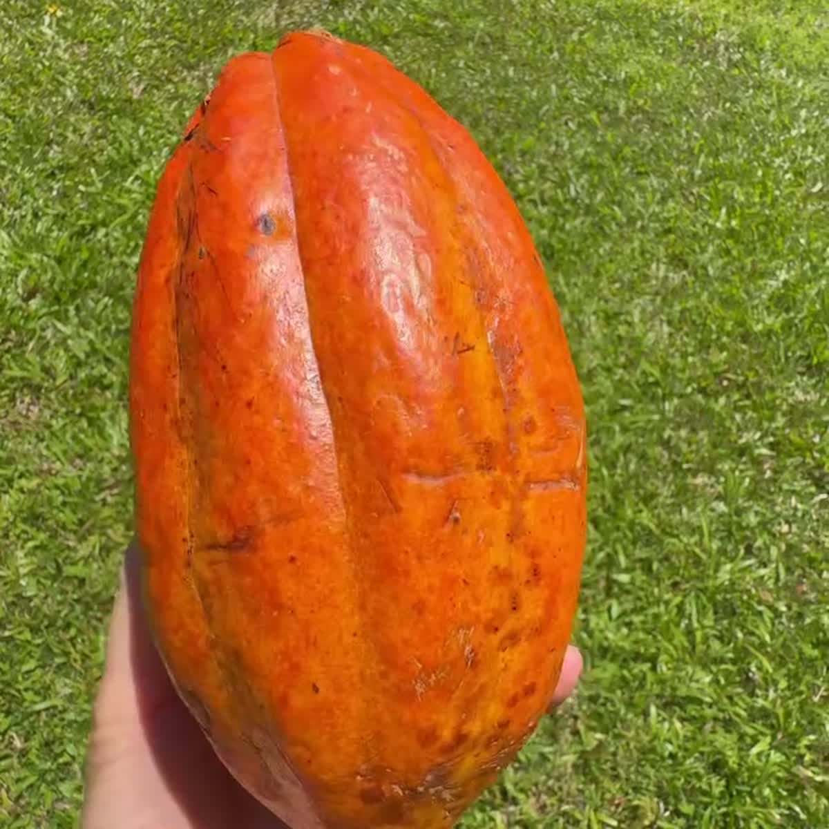 Nacional cacao variety
