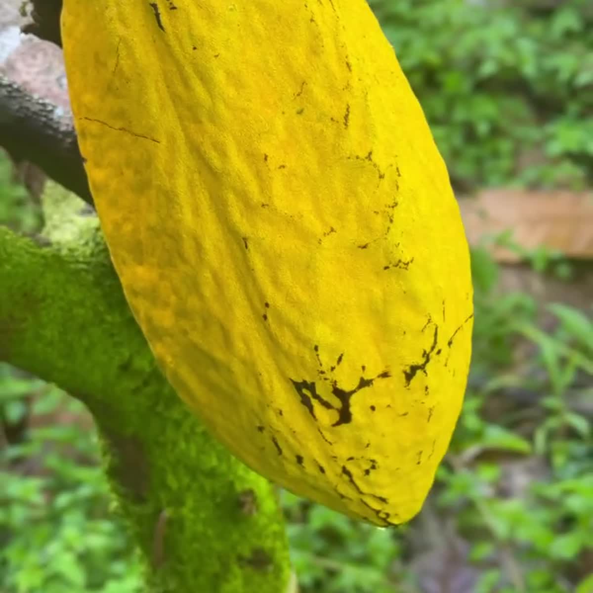 Amelonado cacao variety