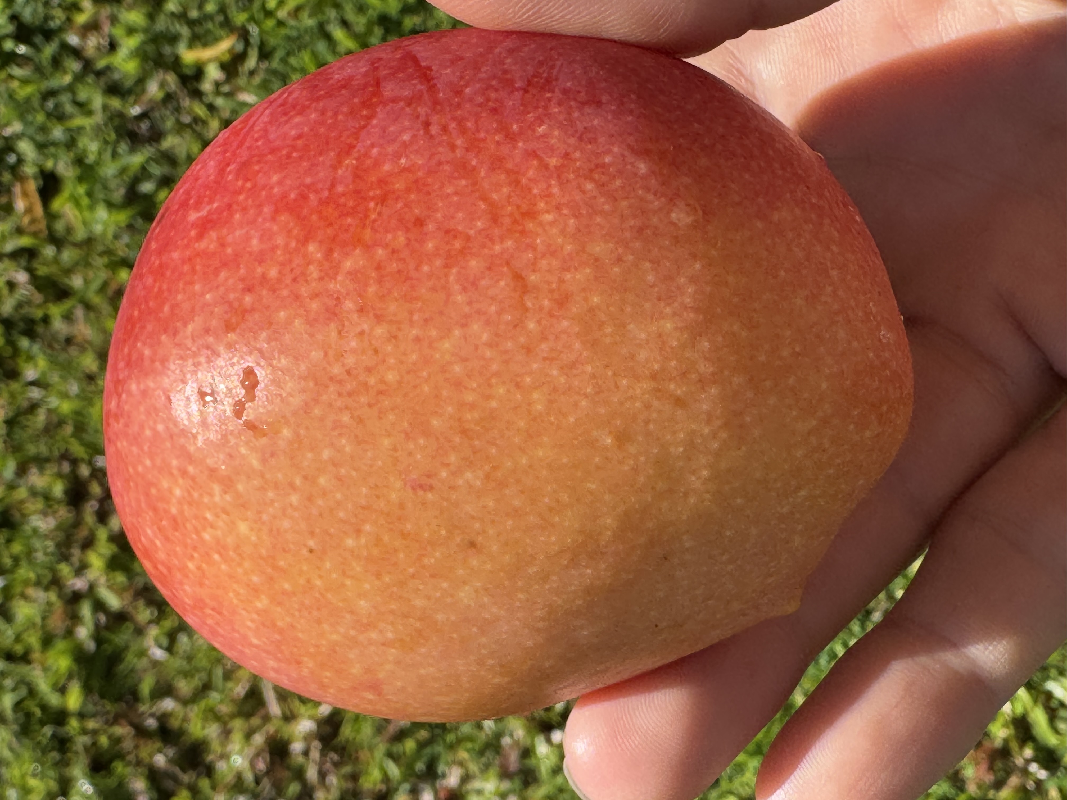 Mango grown at Heaven on Hawaii
